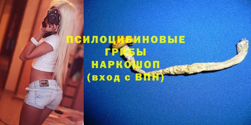 где купить наркоту  Буйнакск  Галлюциногенные грибы MAGIC MUSHROOMS 